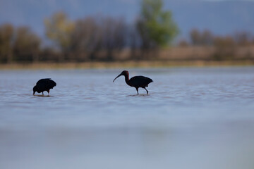 Morito común (Plegadis falcinellus)