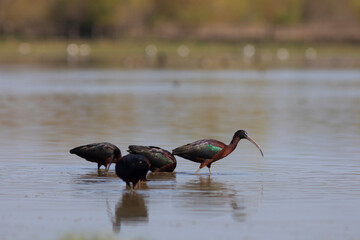 Morito común (Plegadis falcinellus)