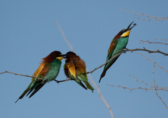 European bee-eater with a bee catch, Bahrain