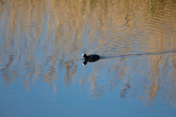 Focha común (fulica atra)