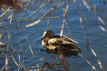 Mallards playing on the water in the river