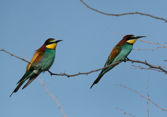 A pair of European bee-eater perched on acacia tree, Bahrain
