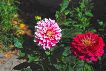 Beautiful zinnia and dahlia  flower