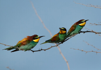 European bee-eaters perched on a tree,  middle one holding a bee, Bahrain