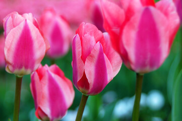 Beautiful tulip flower