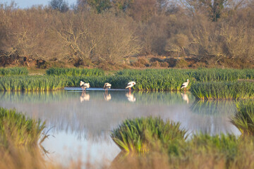 Grupo de cigueñas blancas (cicconia cicconia) en un lago al amanecer