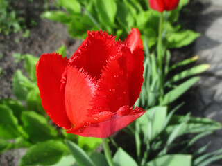 Beautiful tulip flower