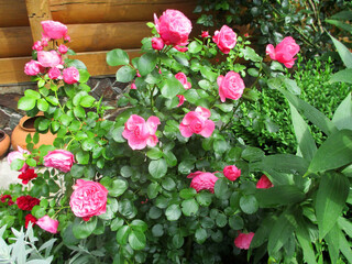Fototapeta na wymiar Beautiful rose flower