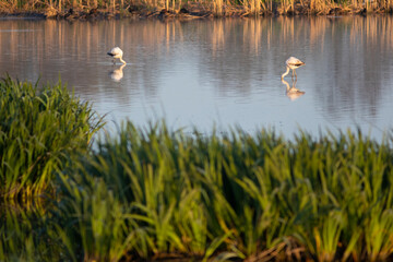 Pareja (dos, 2) flamencos comunes (Phoenicopterus roseus)​ comiendo en una reserva natural al amanecer