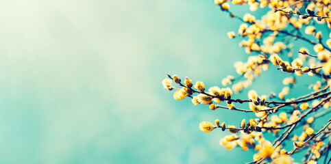 Beautiful springtime nature background from blooming willow branches with fluffy catkins in sunlight. . - obrazy, fototapety, plakaty