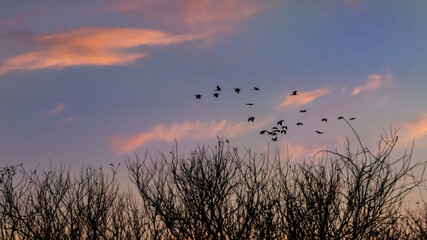 Get the Flock Out of Here