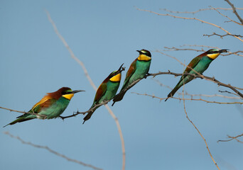 European bee-eater perched on a tree, some with bee catch,  Bahrain