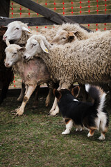 Sports standard for dogs on the presence of herding instinct. A beautiful and intelligent little shepherd dog. Pembroke black tricolor Welsh Corgi puppy with a long tail grazes sheep.