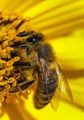 bee or honeybee in Latin Apis Mellifera on flower