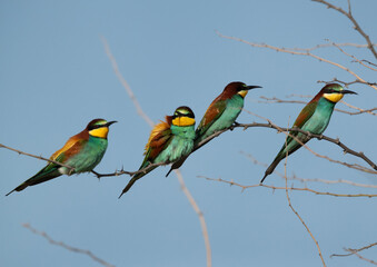European bee-eaters on a tree, Bahrain