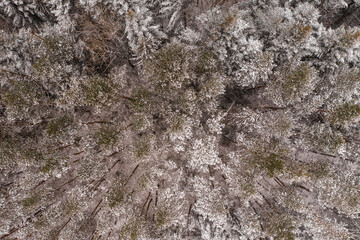 Winter evergreen forest, nature view from aerial view, snow-covered trees.