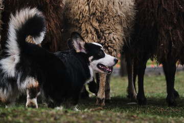 Sports standard for dogs on the presence of herding instinct. A beautiful and intelligent little shepherd dog. Pembroke black tricolor Welsh Corgi puppy with a long tail grazes sheep.