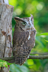 close up of screech owl on tree 
