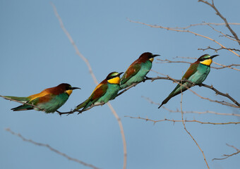 European bee-eaters perched on a tree at Hamala, Bahrain