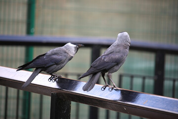 Songbirds frolicking in the wild