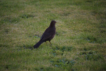 Songbirds frolicking in the wild