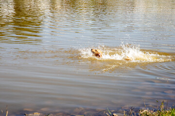 dog in the water