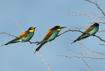 European bee-eaters sitting on a tree, Bahrain