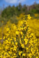 Obraz premium Cytisus scoparius, the common broom or Scotch broom