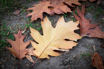 The northern red oak (lat. Quercus rubra).  Belarus.