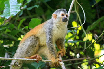 squirrel monkey on branch 
