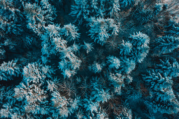 Tops of snow-covered pines on a frosty morning in the Carpathians. Snowy evergreen wild forest, forest view from a height.