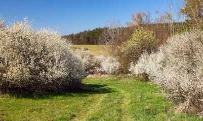 white flowering blackthorn bush, springtime view