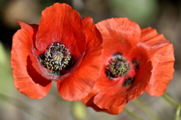 Fototapeta premium Coquelicot