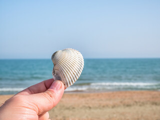 Hand holding a seashell cockle with the sea and beach in the background. Summer beach landscape. Summer vacation concept. © Cristi
