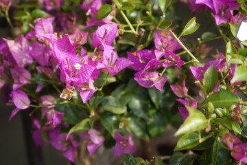 Hortensia flower - Hydrangea macrophylla - Beautiful bush of hydrangea flowers in a garden
