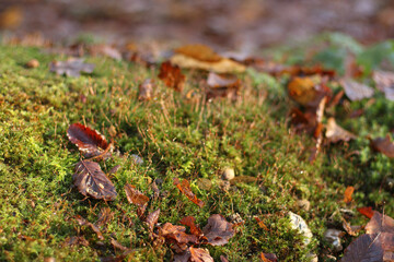 Fungus growing from the tree bark in the forest