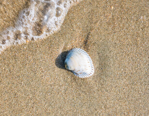 Small seashell cockle on the beach in the sand
