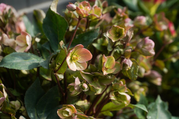 Hortensia flower - Hydrangea macrophylla - Beautiful bush of hydrangea flowers in a garden