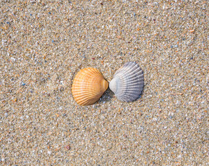 Two small seashell cockle on the beach in the sand