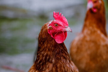chicken breed