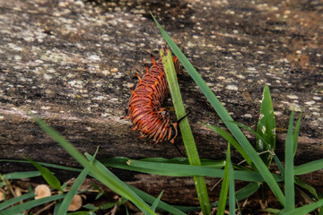 caterpillar on leaf