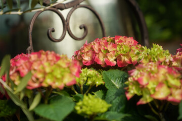 Hortensia flower - Hydrangea macrophylla - Beautiful bush of hydrangea flowers in a garden