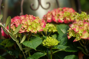 Hortensia flower - Hydrangea macrophylla - Beautiful bush of hydrangea flowers in a garden
