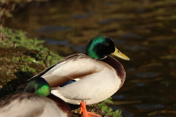 Mallards playing on the water in the river