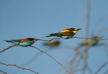 European bee-eaters perched on a tree, Bahrain