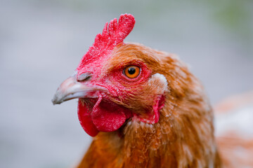 chicken breed