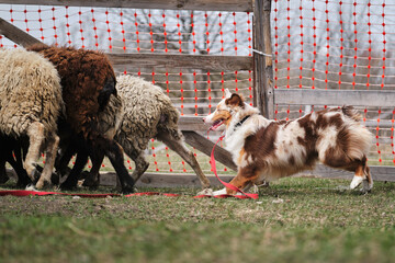 Beautiful and smart adult red merle aussie on the farm. Australian shepherd dog herds sheep. Sports standard for dogs on the presence of herding instinct.