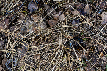Snow with grass, dirt, texture