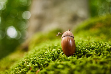 Single brown acorn lies on green moss, tree trunk in the background. Copy space.