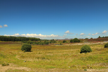 Obraz premium Sunny day in the Highlands on the way to Aviemore